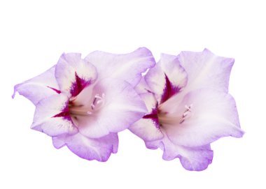 Glayöl çiçek izole