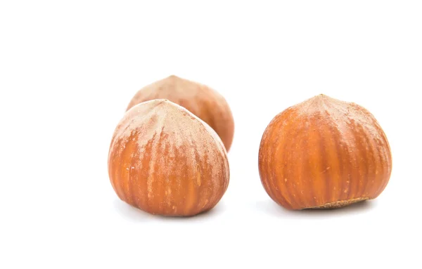 Lískového ořechu, samostatný — Stock fotografie