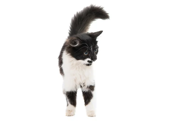 Gatito blanco y negro —  Fotos de Stock