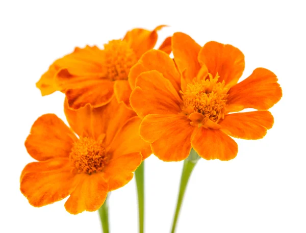 Izole kadife çiçeği — Stok fotoğraf