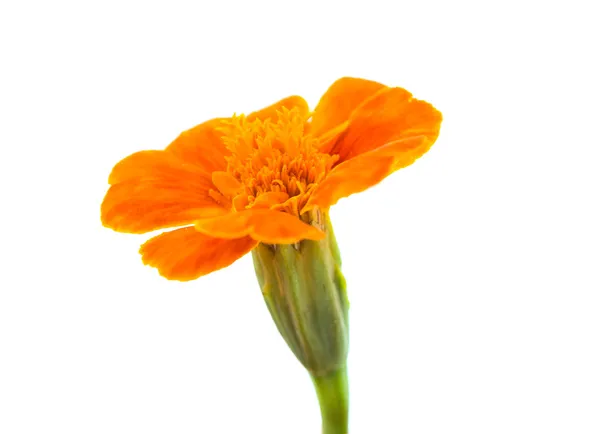 Marigold isolerade — Stockfoto