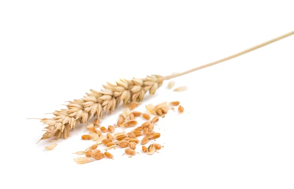 Spiga di grano isolata — Foto Stock