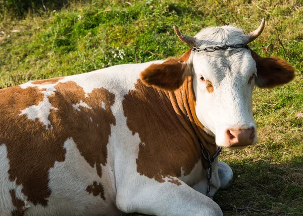 Närbild av en ko som vilar — Stockfoto