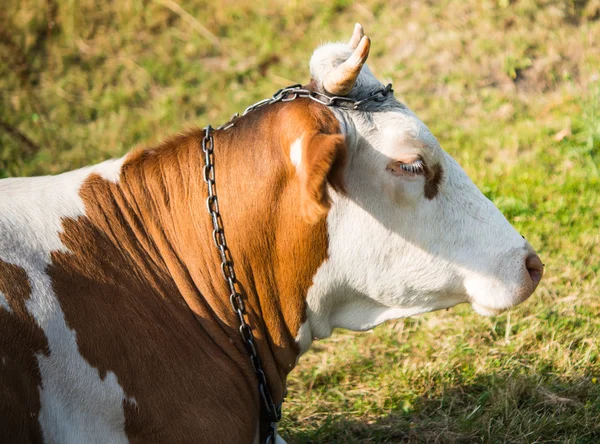 Close-up of a cow resting — Stock Photo, Image