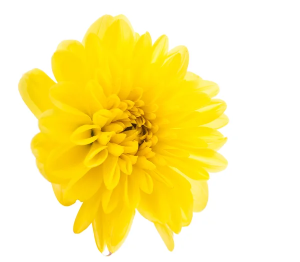 Yellow chrysanthemum — Stock Photo, Image