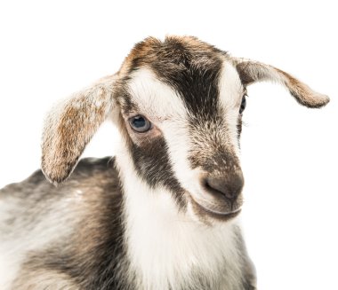 izole küçük keçi