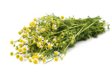 Medical chamomile