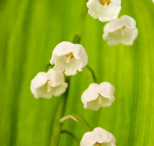 Lily do vale — Fotografia de Stock