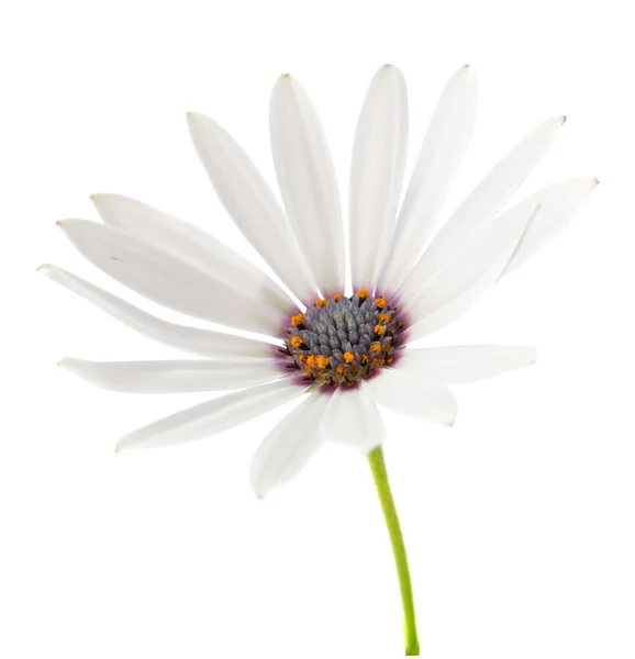 Beautiful white daisy — Stock Photo, Image