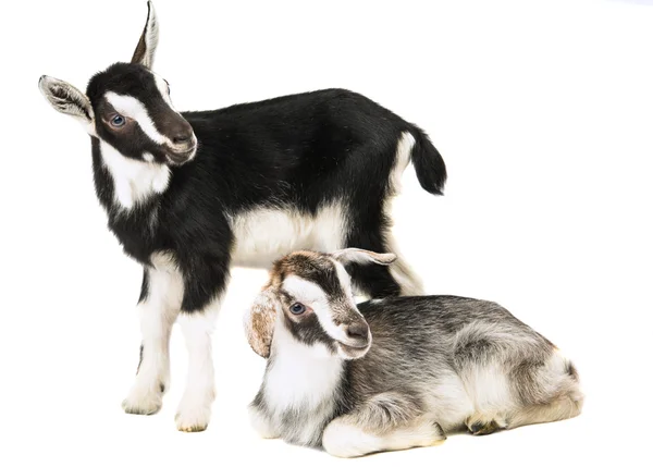 Little goat isolated — Stock Photo, Image