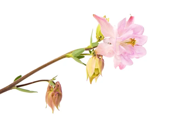 Campana flor lila aislada —  Fotos de Stock