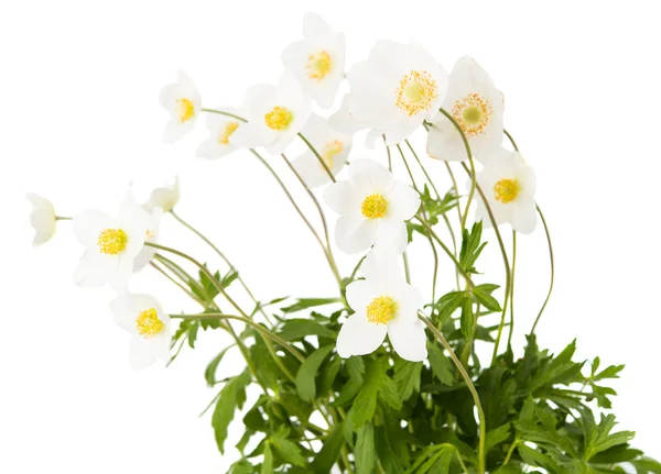 Beyaz çiçek anemone dubravnaya izole — Stok fotoğraf