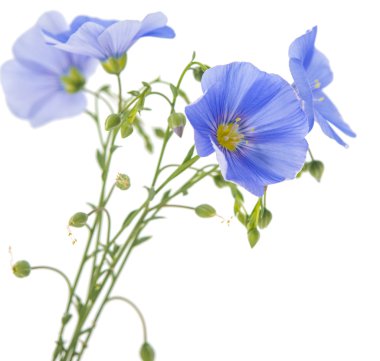 flax flower isolated clipart