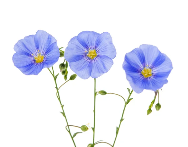 Flax flower isolated — Stock Photo, Image