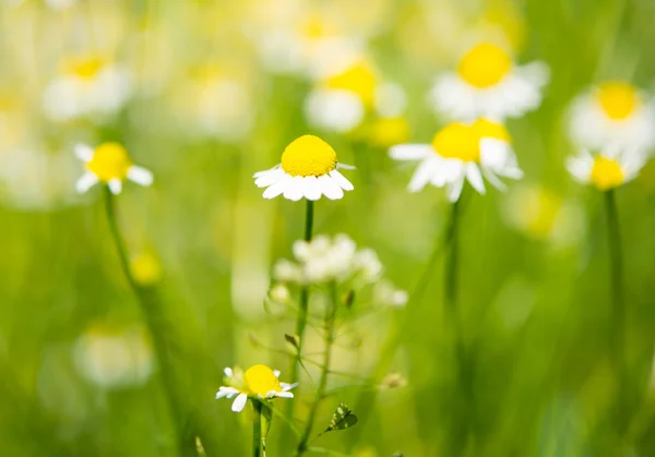 Margherita medica — Foto Stock