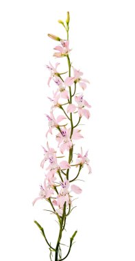 kır çiçekleri izole