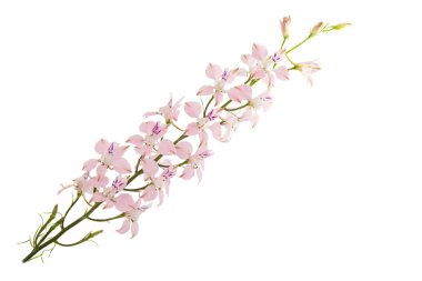 kır çiçekleri izole