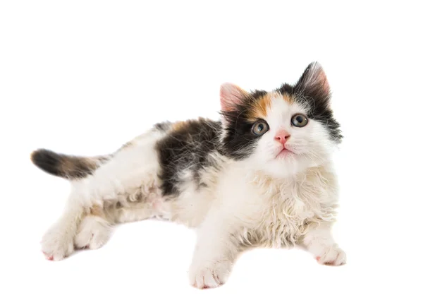 Kleine kitten — Stockfoto