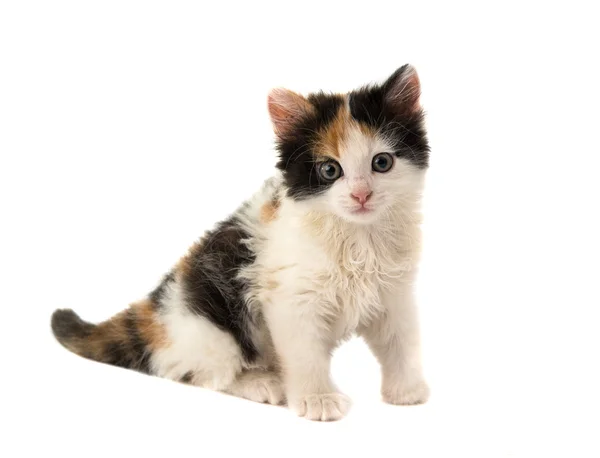 Kleine kitten — Stockfoto