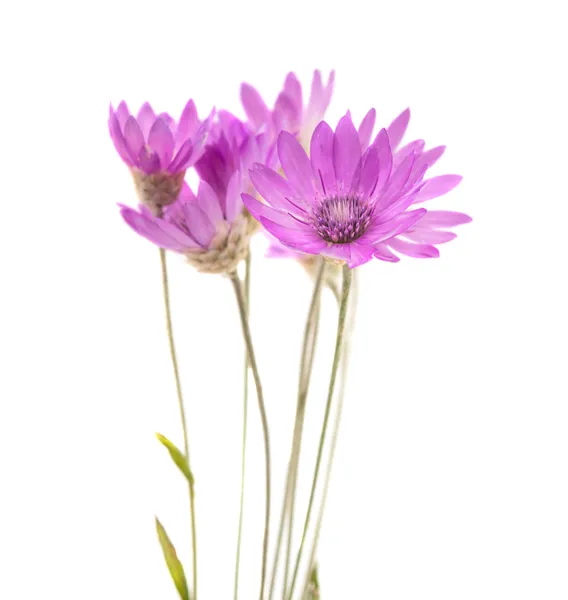 Flori imortelle izolate — Fotografie, imagine de stoc