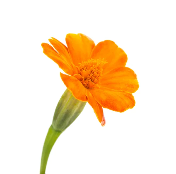 Marigold isolated — Stock Photo, Image