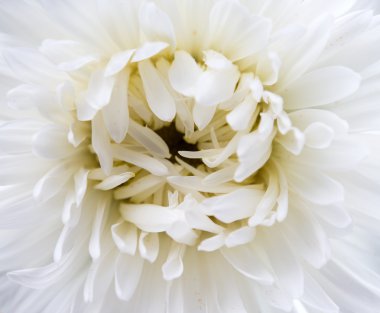 Aster Beyaz yaprakları ve sarı bir kalp ile