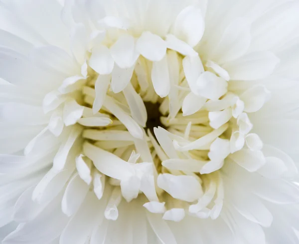 Aster mit weißen Blütenblättern und gelben Herzen — Stockfoto