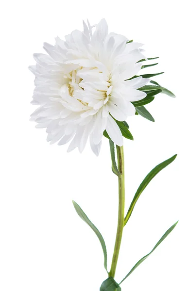 White chrysanthemum isolated — Stock Photo, Image