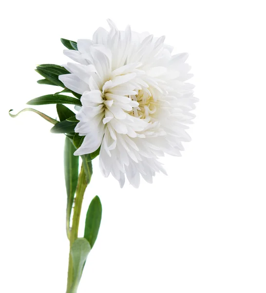 Witte chrysant geïsoleerd — Stockfoto
