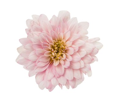 pembe yıldız çiçeği