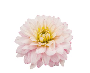 pembe yıldız çiçeği