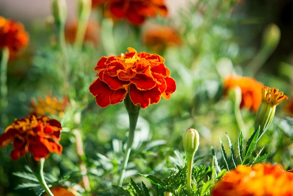 Calendula fiore — Foto Stock