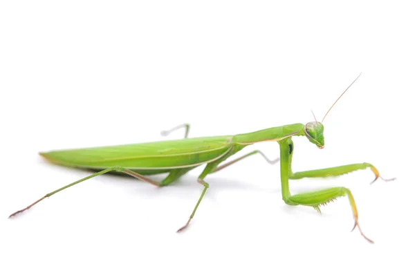 Női Ájtatos vagy Ájtatos manó, Mantis religiosa — Stock Fotó