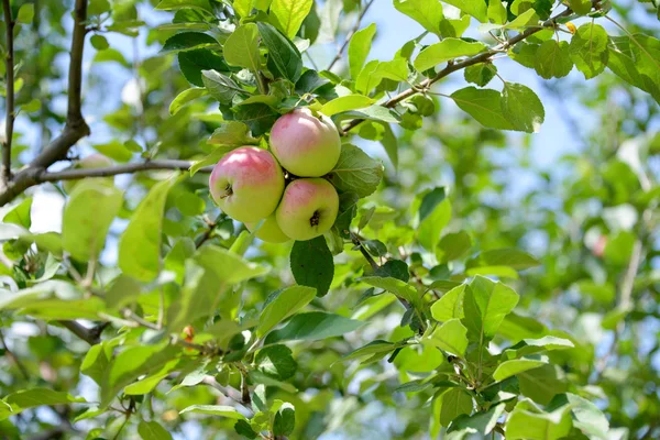 Apples growing — Stock Photo, Image