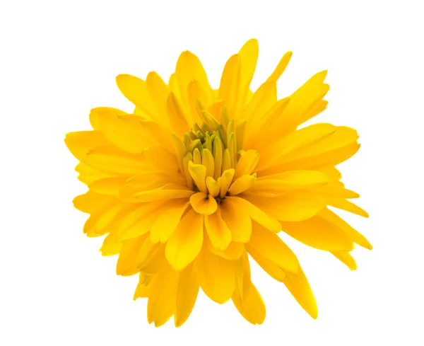 Gele chrysant geïsoleerd — Stockfoto