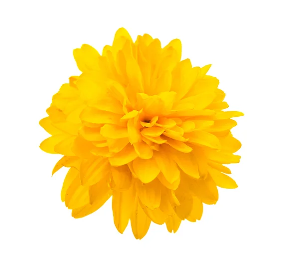 Isolert fra gul krysantemum – stockfoto