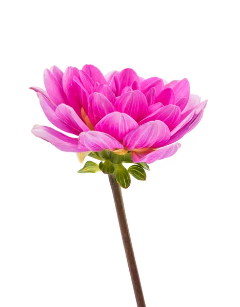 pink dahlia isolated