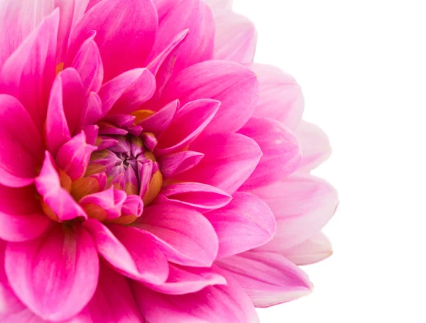 Pink dahlia isolated — Stock Photo, Image