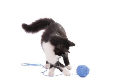 siyah ve beyaz kedi izole