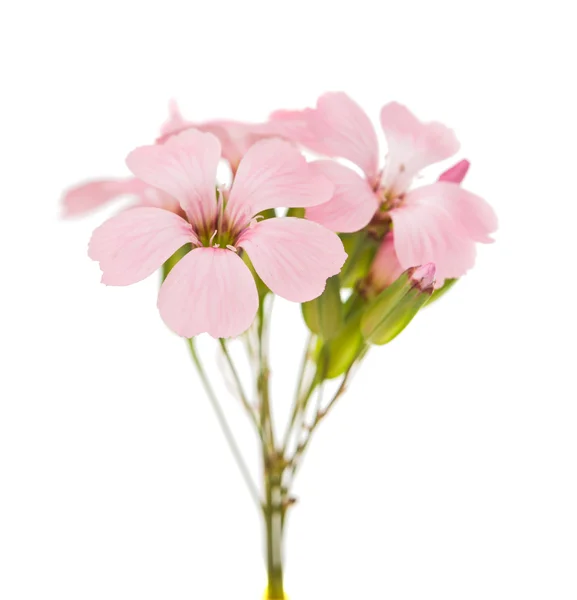 Delicadas flores rosadas —  Fotos de Stock