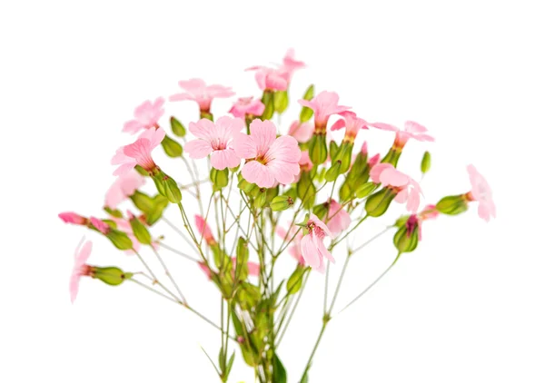 Delicate pink flowers — Stock Photo, Image