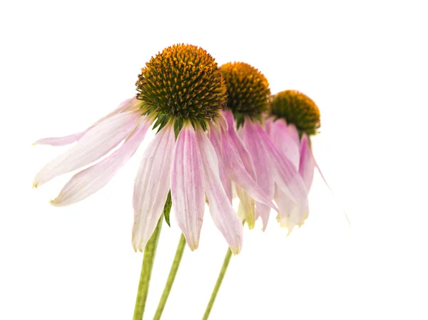 Coneflower isolated — Stock Photo, Image