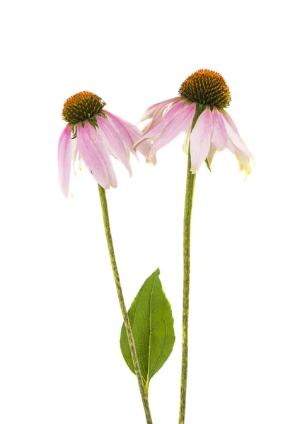 Elszigetelt coneflower — Stock Fotó