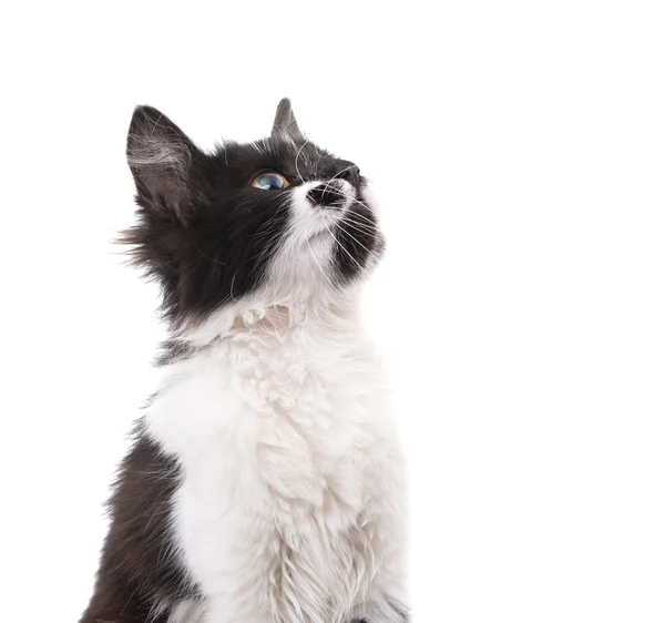 Black and white kitten isolated — Stock Photo, Image