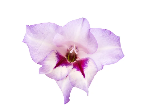 Gladiolus blommor isolerade — Stockfoto