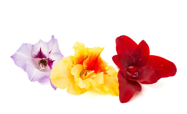 Gladiolus blommor isolerade — Stockfoto