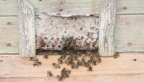 Colmena con abejas —  Fotos de Stock