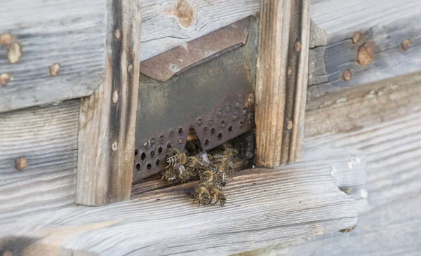 꿀벌과 하이브 — 스톡 사진