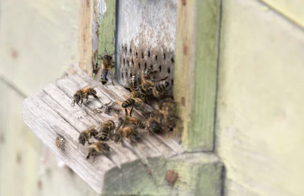 Colmeia com abelhas — Fotografia de Stock