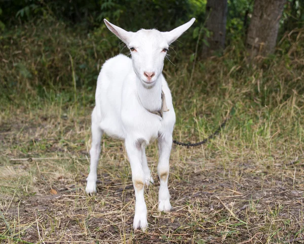 Biały koza pasie — Zdjęcie stockowe
